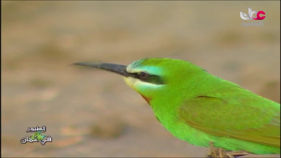 b4yesterday-17-الطيور-في-عمان