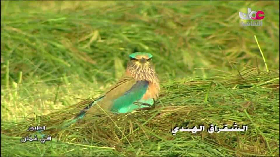 22-الطيور-في-عمان