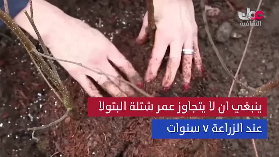 2-البرنامج-الثقافي-عال