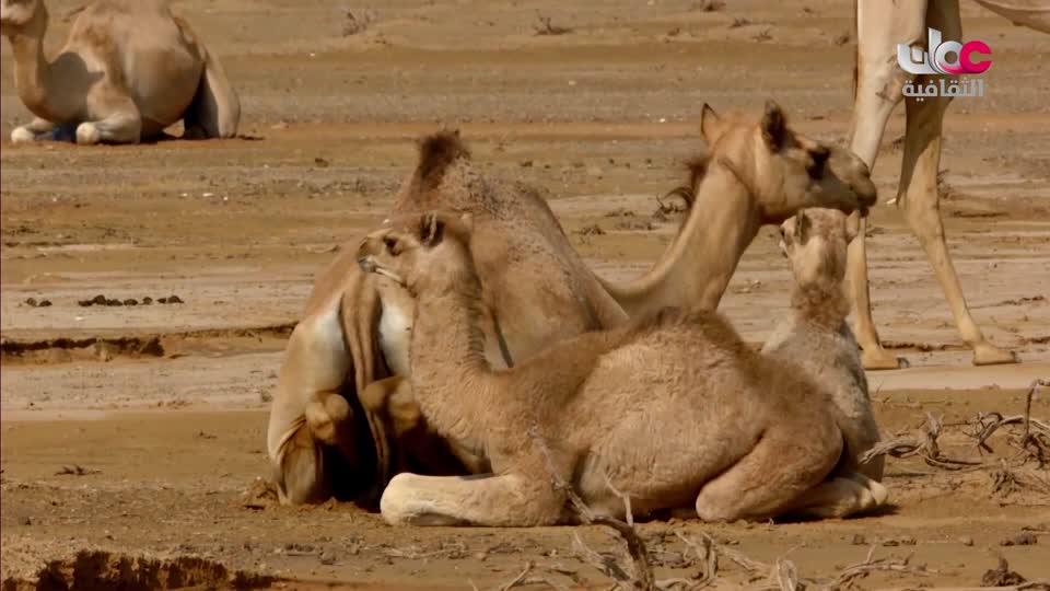 b4yesterday-28-البرنامج-الثقافي-غرا