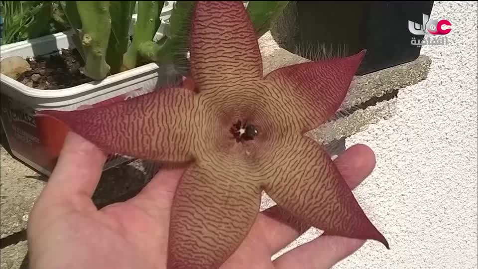 برنامج اغصان - الحلقة 9