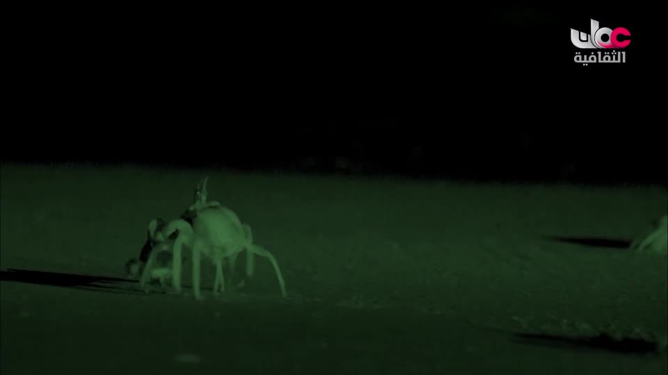 برنامج - عن السينما - الحلقة 13