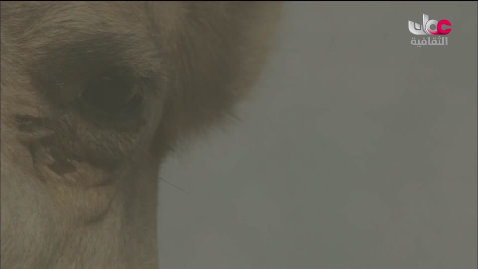 البرنامج الثقافي - غرائب الصحاري - الحلقة 3