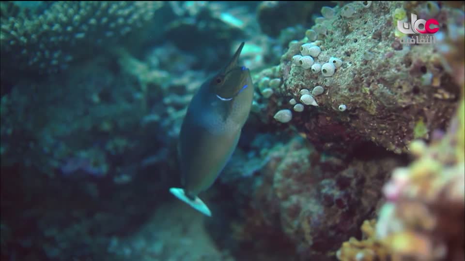 البرنامج الثقافي - كنور غارقة