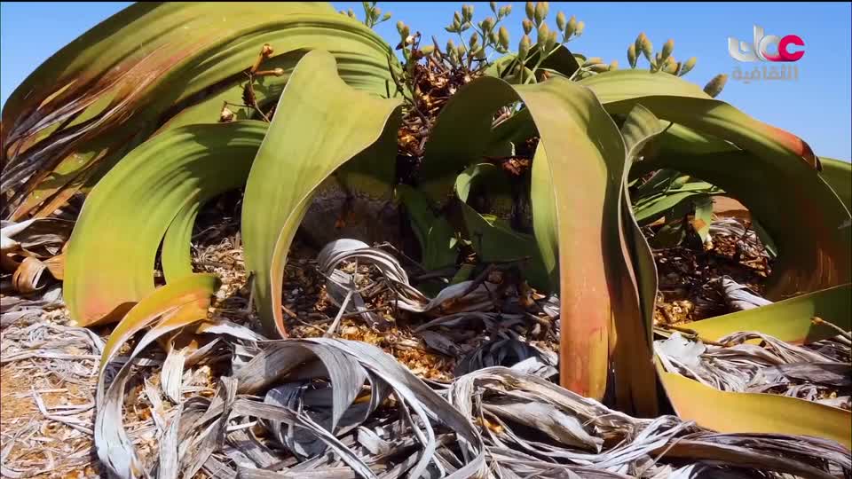 البرنامج الثقافي رحلة اكتشاف وتطور - الحلقة 29