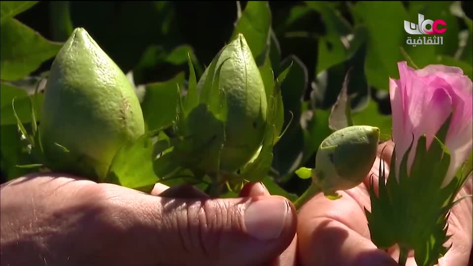 البرنامج الثقافي - عالم الأشجار