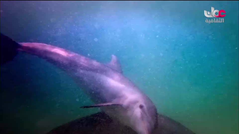 برنامج - شرطة جبل طارق - الحلقة 4