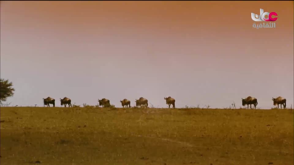 البرنامج الثقافي - رحلات استكشافية - الحلقة 1