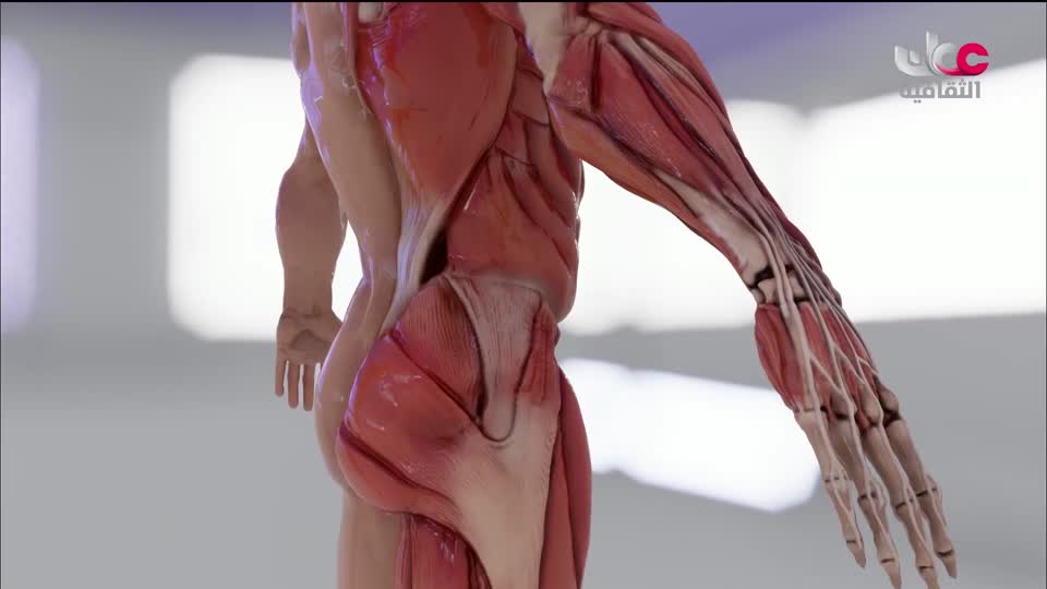 البرنامج الثقافي - زيوت عطرية - الحلقة 1