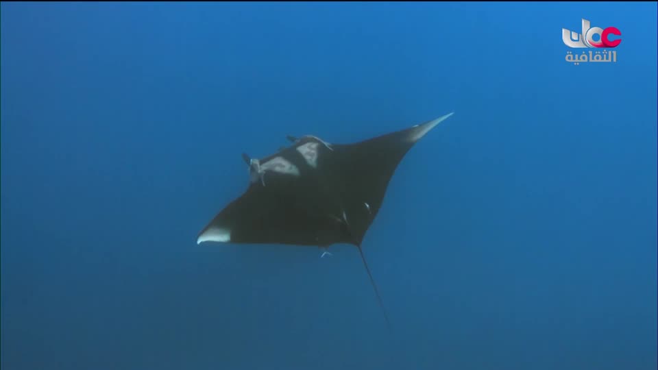 البرنامج الثقافي - كنور غارقة