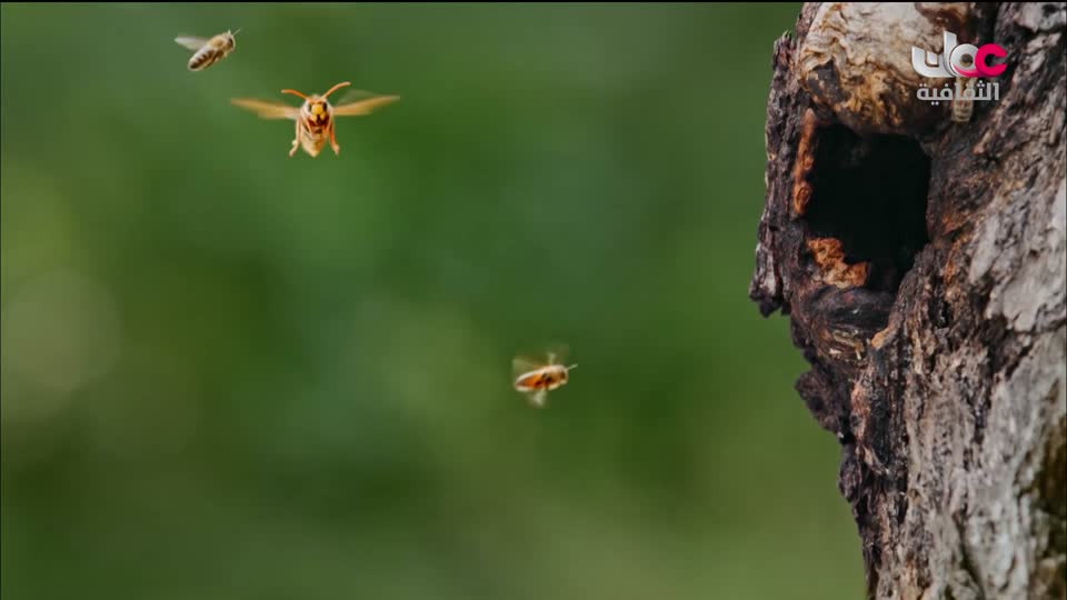 البرنامج الثقافي - هل تعلم ج2 - الحلقة 36