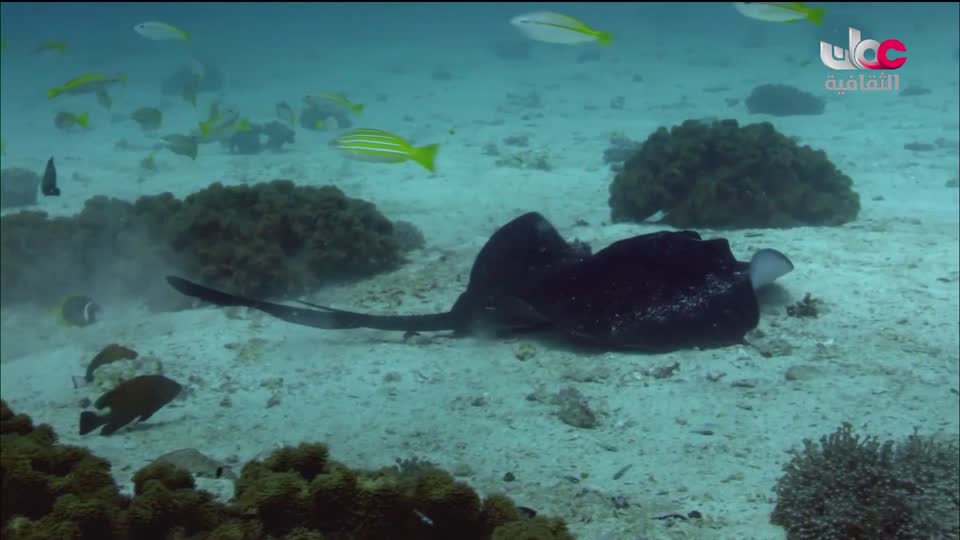 البرنامج الوثائقي - الأمن الغذائي - الحلقة 8