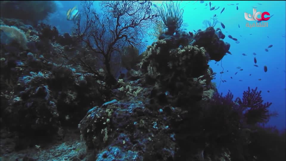 البرنامج الثقافي - كنور غارقة