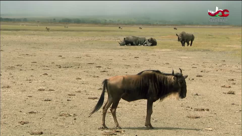 البرنامج الثقافي - الصراع من أجل البقاء