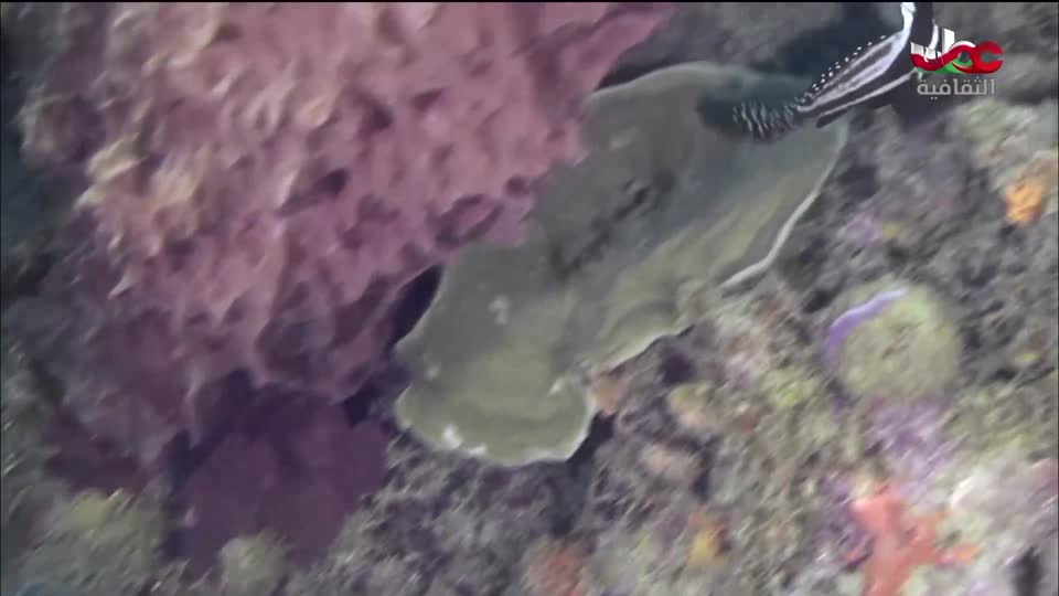 البرنامج الثقافي - كنور غارقة