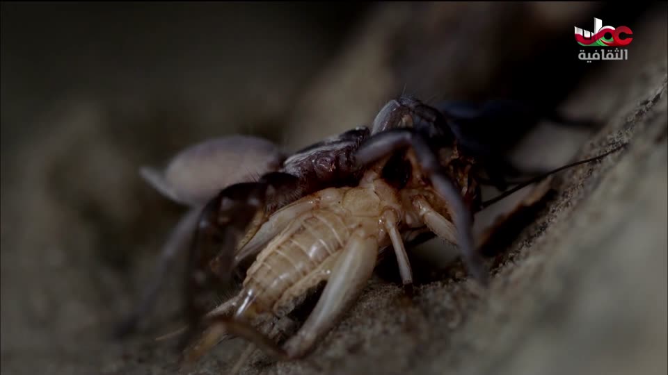 البرنامج الثقافي - غرائب الصحاري - الحلقة 4