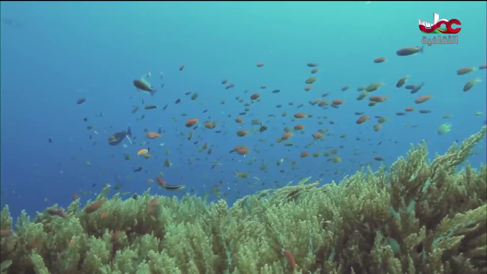 البرنامج الثقافي - كنور غارقة