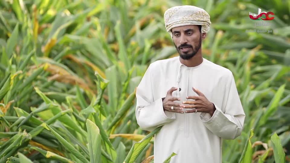 برنامج/الصرب