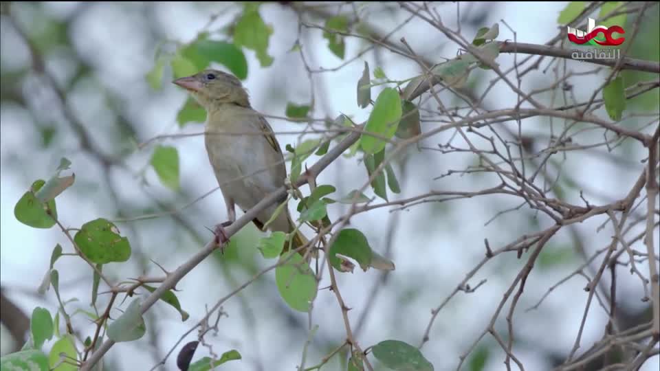 البرنامج الثقافي - غرائب الصحاري - الحلقة 1