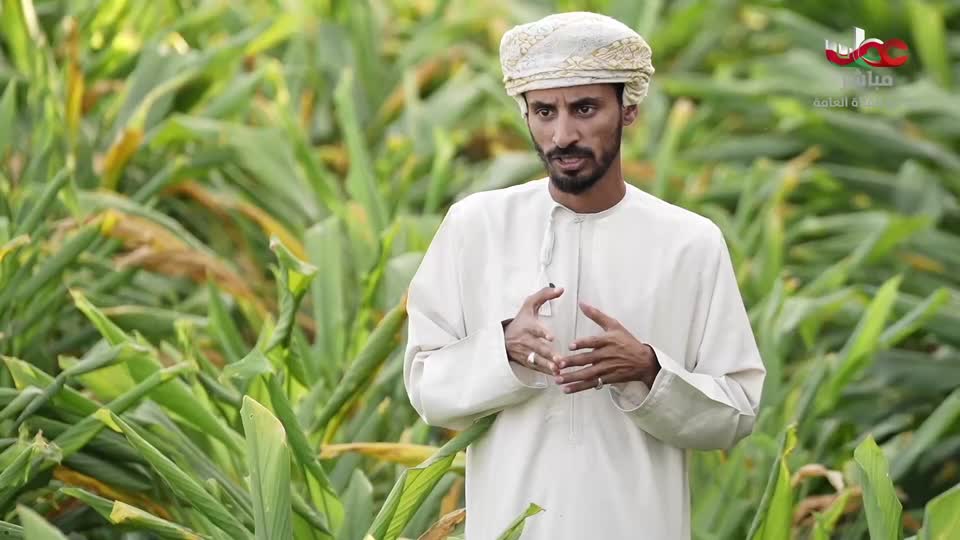 برنامج/الصرب