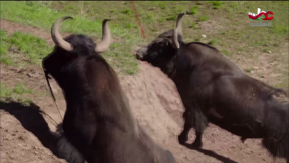 البرنامج الثقافي - الصراع من أجل البقاء