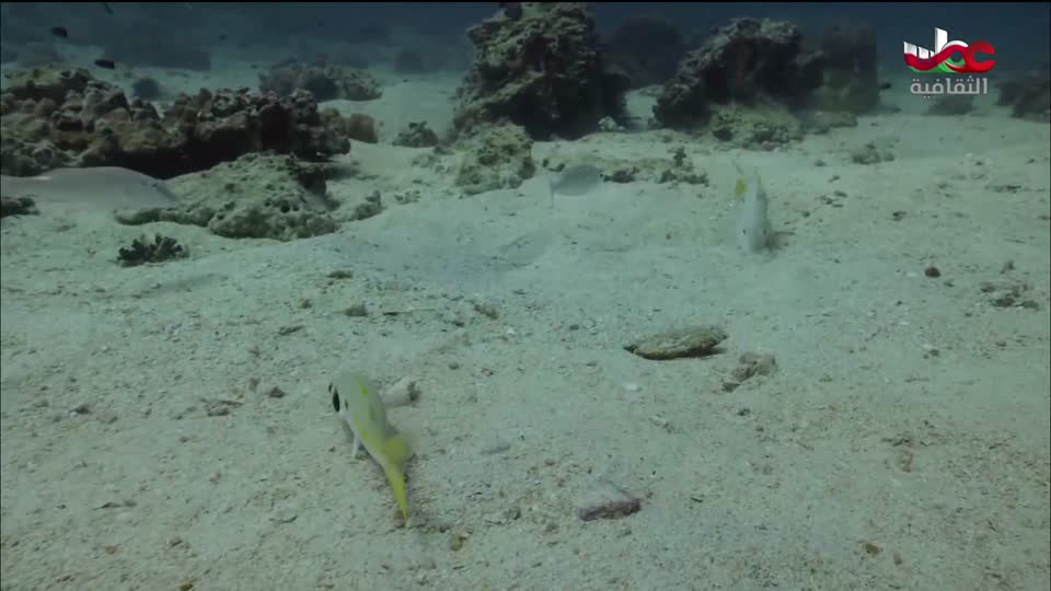 البرنامج الثقافي - غرائب البحار - الحلقة 1