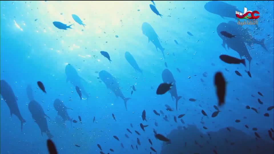 برنامج - غذاء وشعوب - الحلقة 3