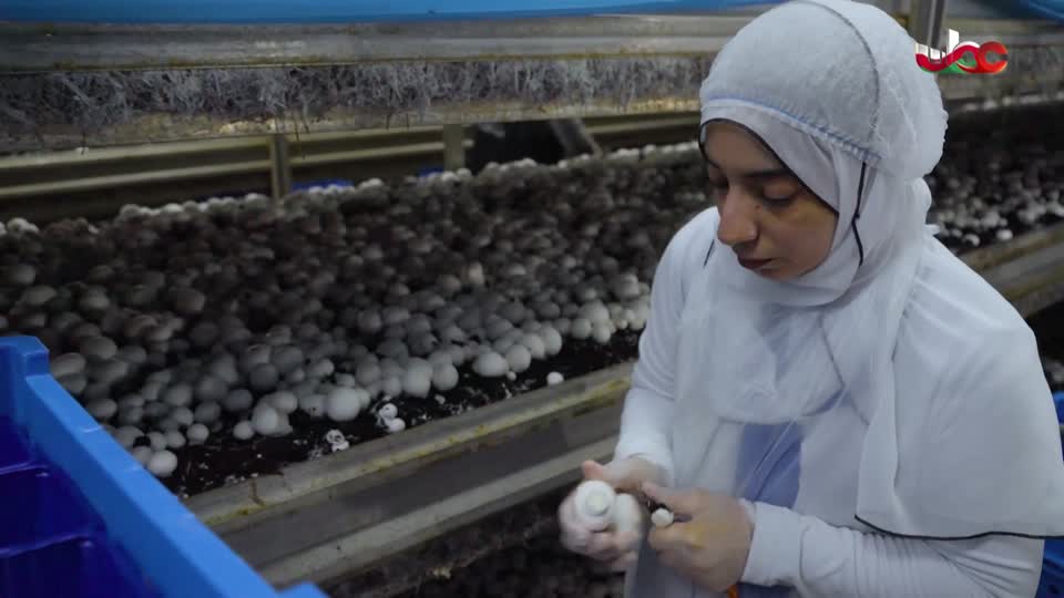 برنامج/مسار -اما بعد