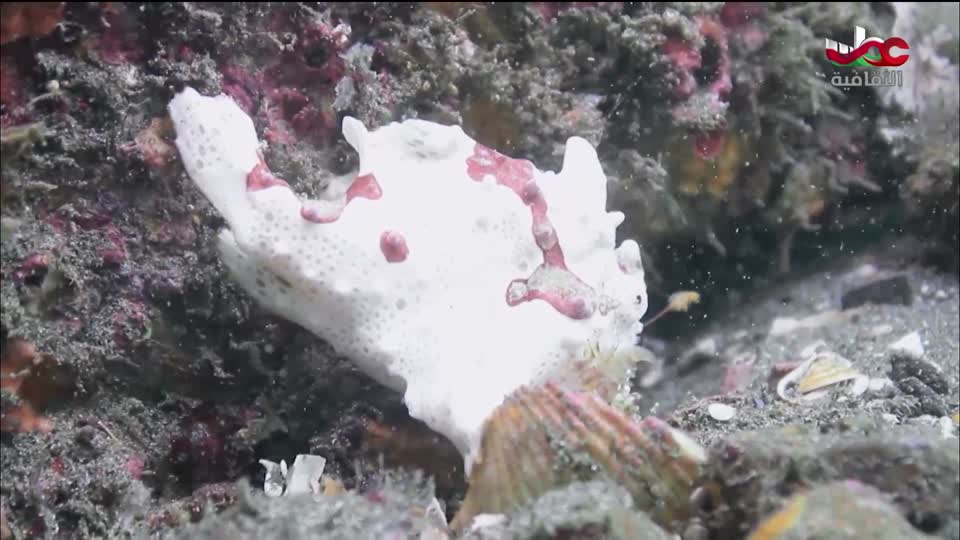 برنامج - غذاء وشعوب - الحلقة 4