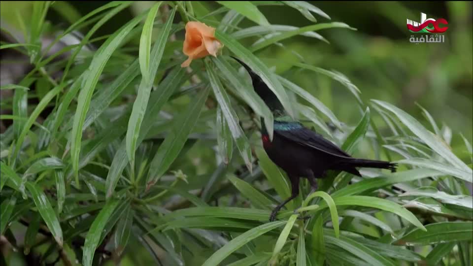 البرنامج الثقافي - غرائب الصحاري - الحلقة 1