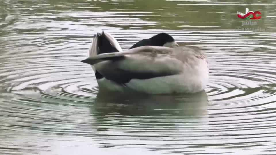 برنامج - أحسن القصص - الموسم الرابع - الحلقة 17