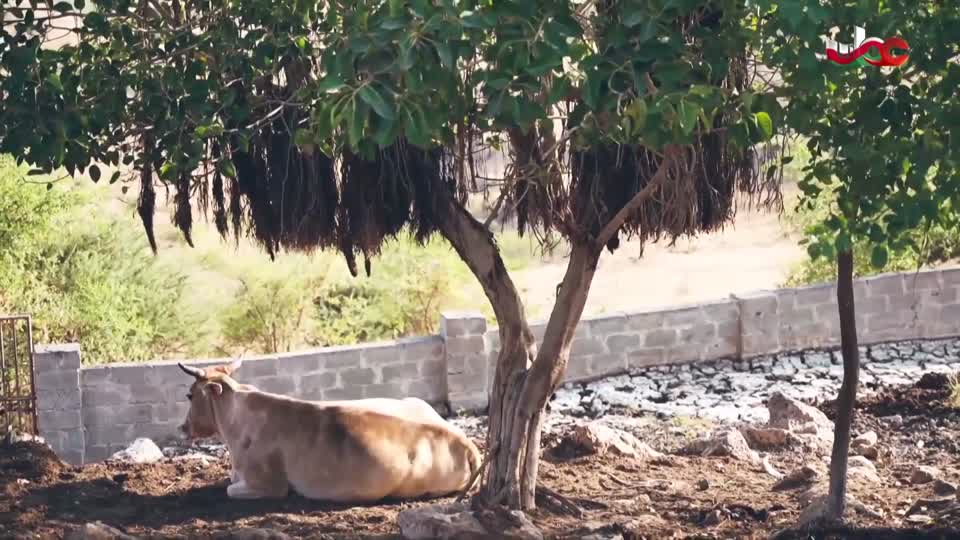 برنامج/الصرب