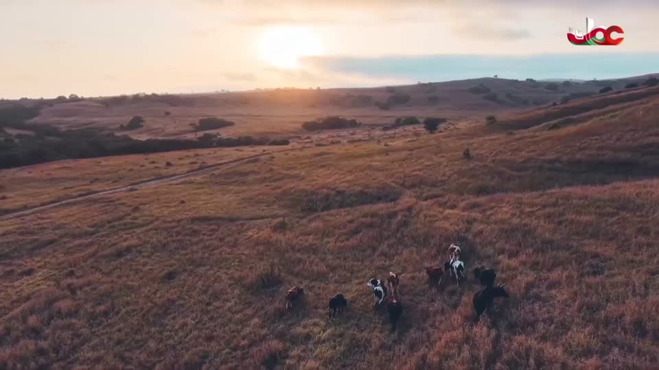 المسلسل البدوي صقار