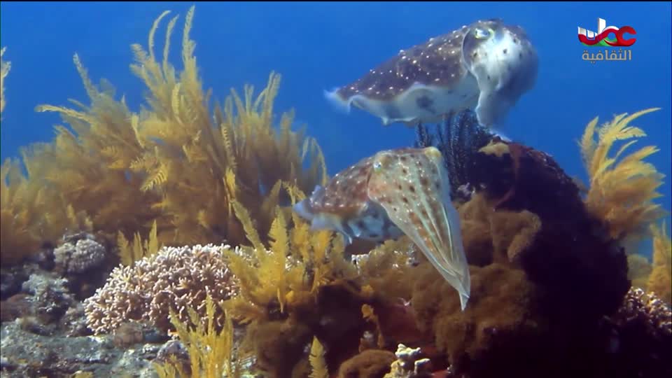 البرنامج الثقافي - كنور غارقة