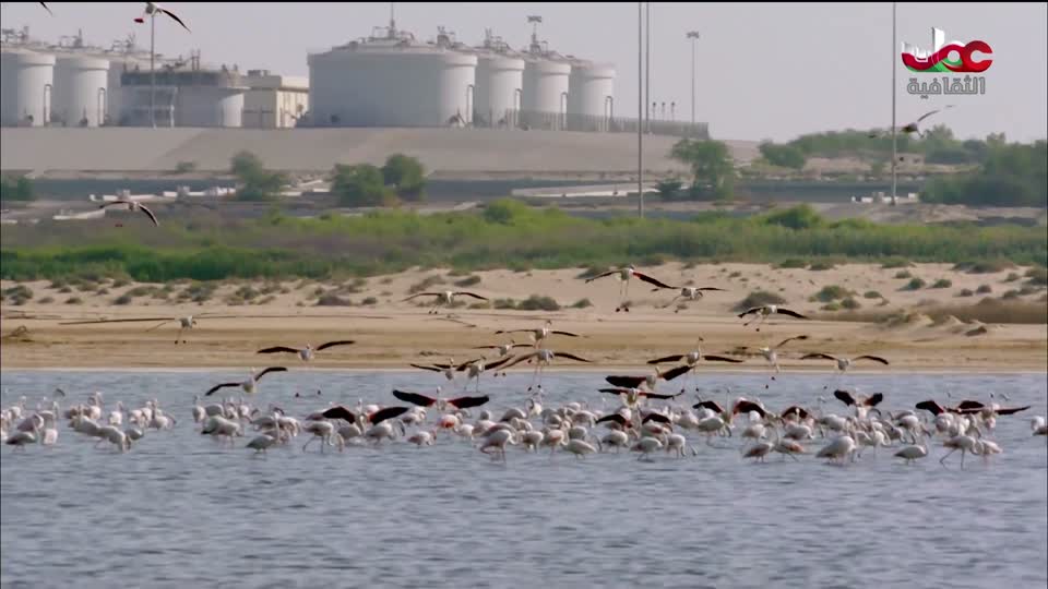 البرنامج الثقافي - غرائب الصحاري - الحلقة 5