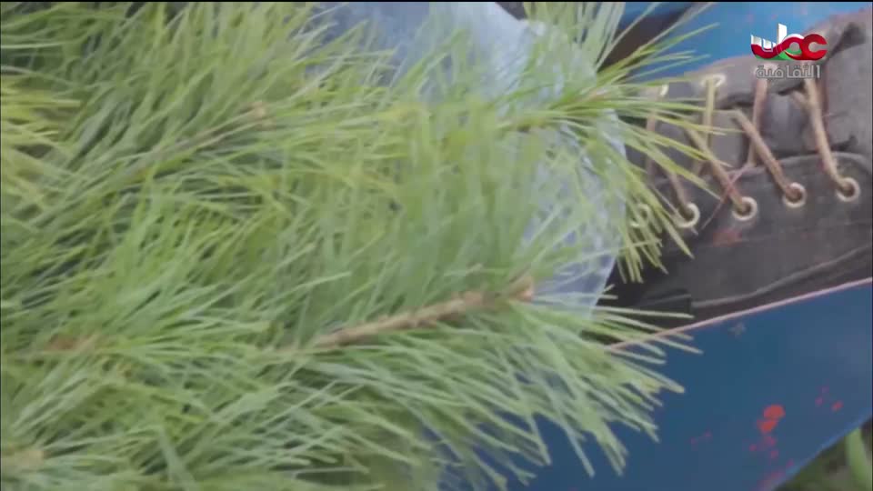 البرنامج الثقافي - عالم الأشجار