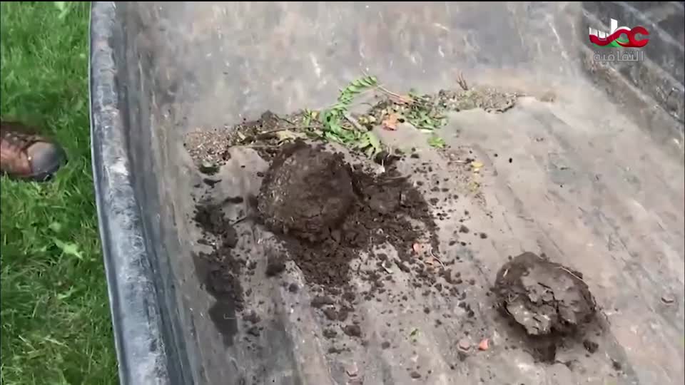 البرنامج الثقافي - عالم الأشجار