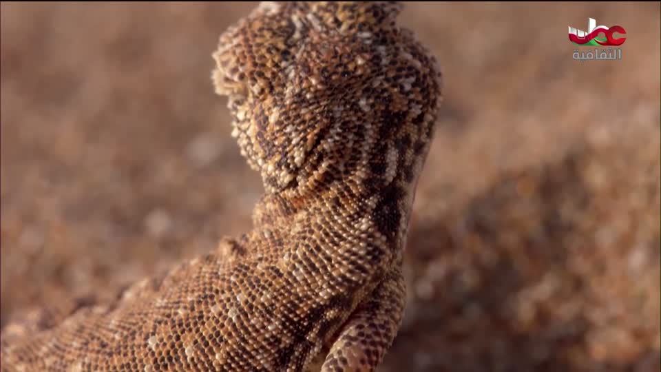 البرنامج الثقافي - غرائب الصحاري - الحلقة 2
