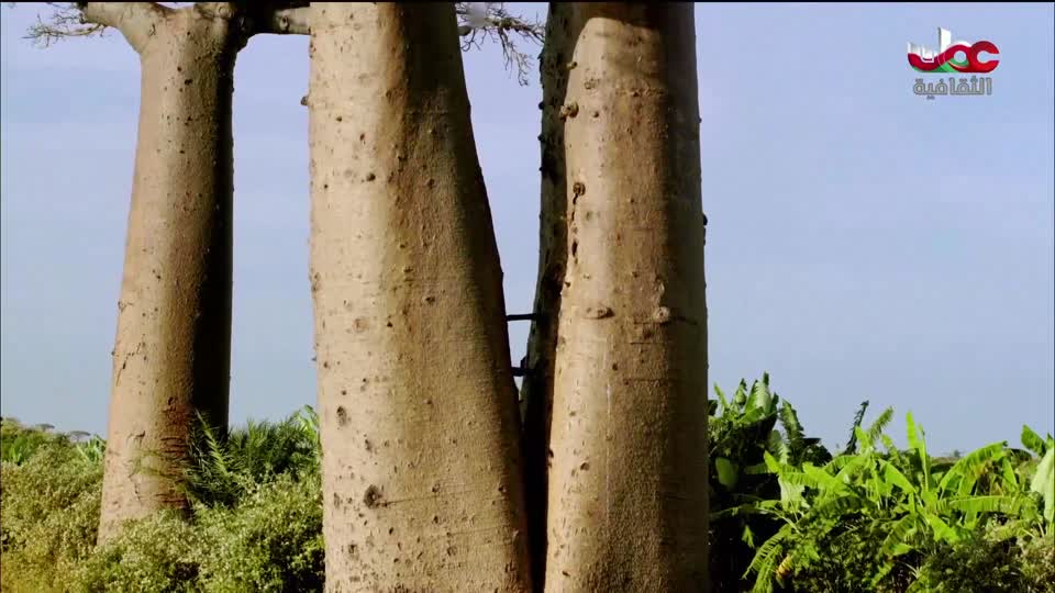 البرنامج الثقافي - العالم لك - الحلقة 11