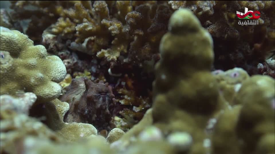 البرنامج الثقافي - غرائب البحار - الحلقة 2