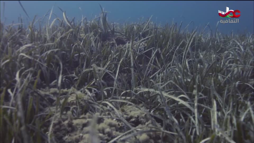 البرنامج الثقافي - كنور غارقة