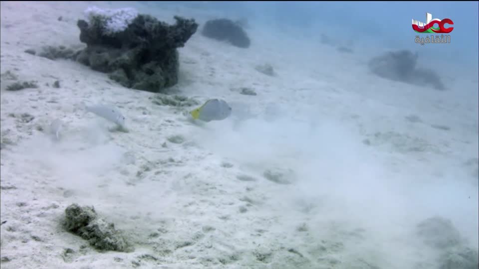 برنامج - غذاء وشعوب - الحلقة 10