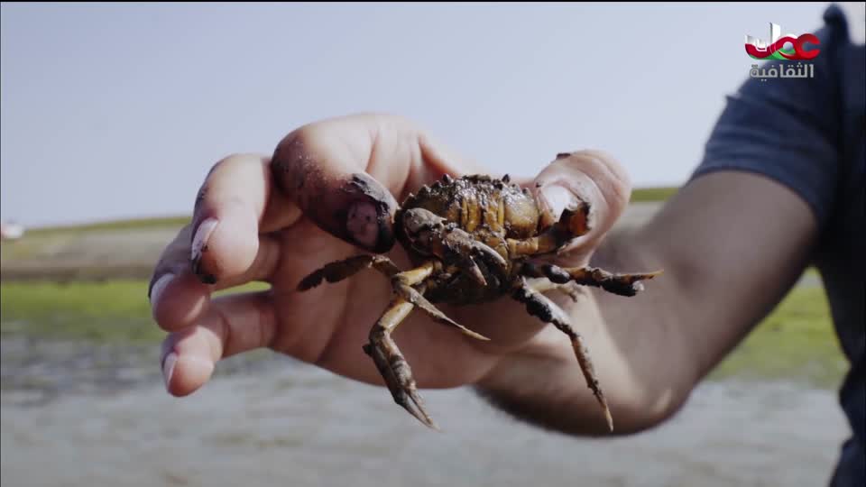 برنامج - شطر الحكاية - ج2 - الحلقة 9