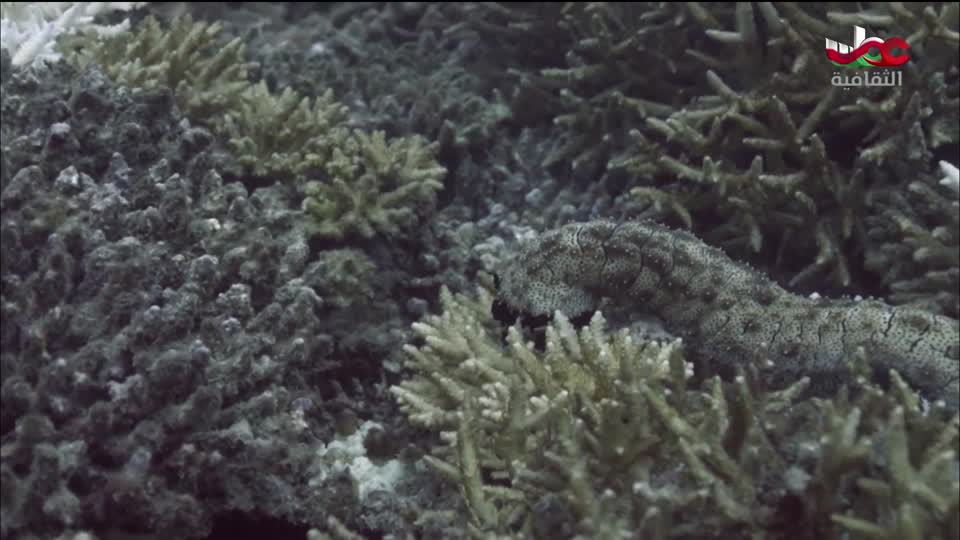 البرنامج الثقافي - كنور غارقة