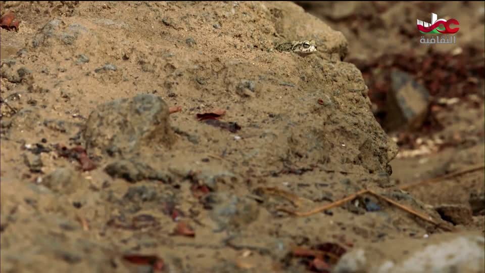 البرنامج الثقافي - غرائب الصحاري - الحلقة 4