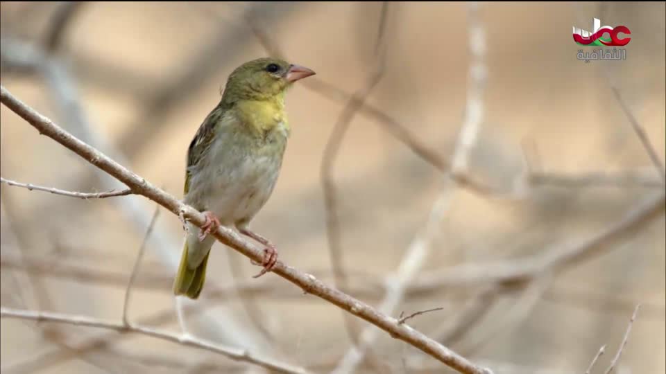 البرنامج الثقافي - غرائب الصحاري - الحلقة 1