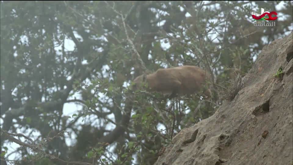 البرنامج الثقافي - أبجديات ثقافية - الحلقة 3