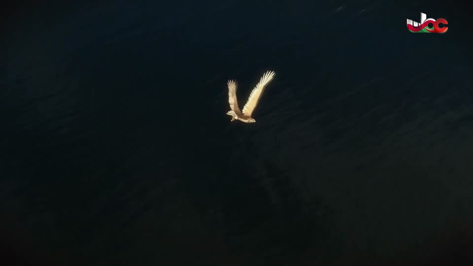 المسلسل الكرتوني - فريق اطفاء ورد - الحلقة 51