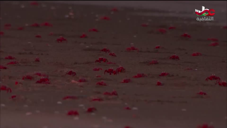 البرنامج الثقافي طرقات وعرة - الحلقة 19