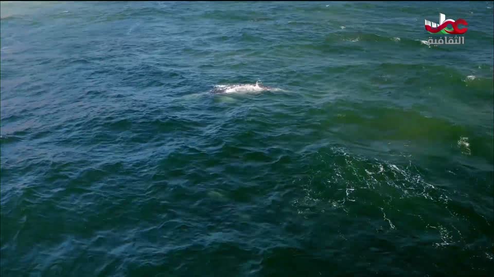 البرنامج الوثائقي - الأمن الغذائي - الحلقة 9